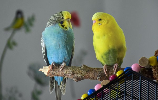 Origine, domestication et caractéristiques musicales des oiseaux exotiques