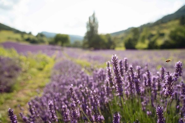 Quels sont les meilleurs endroits à visiter durant votre camping dans la Drôme ?