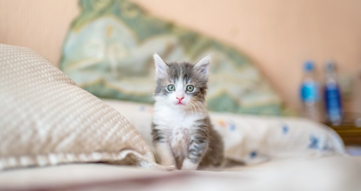 white and gray kitten on white textile